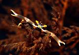 13 Gorgonian Crab